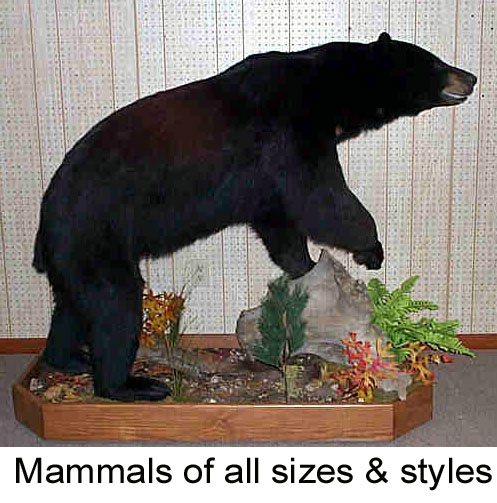 Full body, Rugs, 1/2 mounts - Bears to weasals