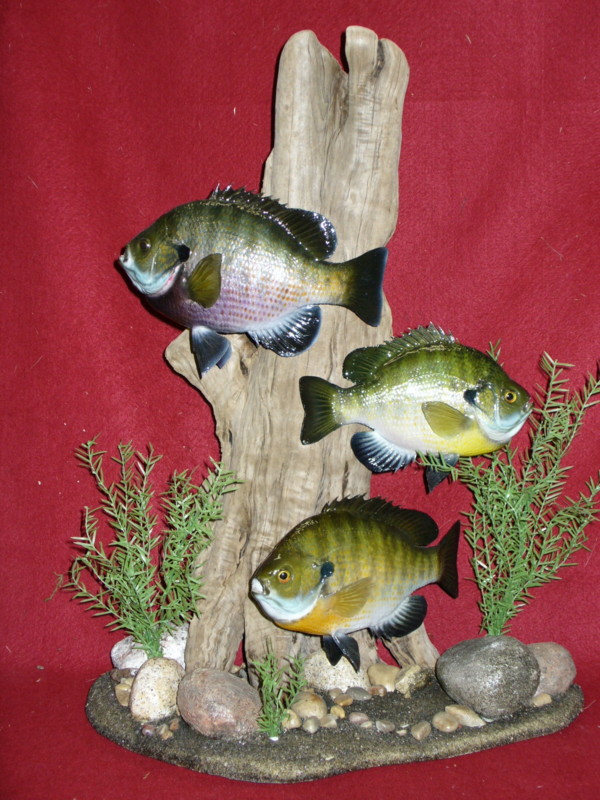 Bluegill Mounts