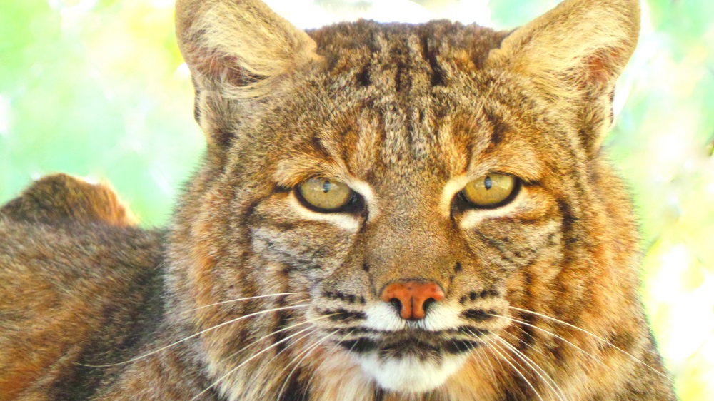 Wildlife Waystation