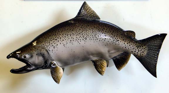 male King(Chinook)
                  Salmon