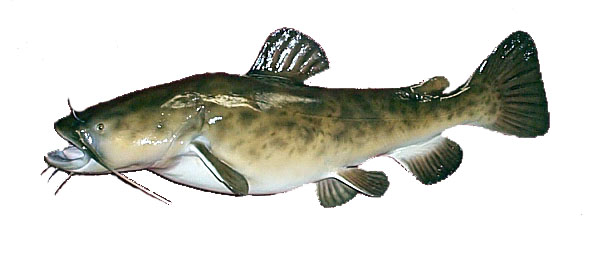 Flathead Catfish