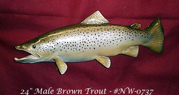 Brown Trout - male